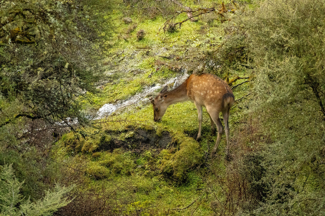Sika Adventure With The Family
