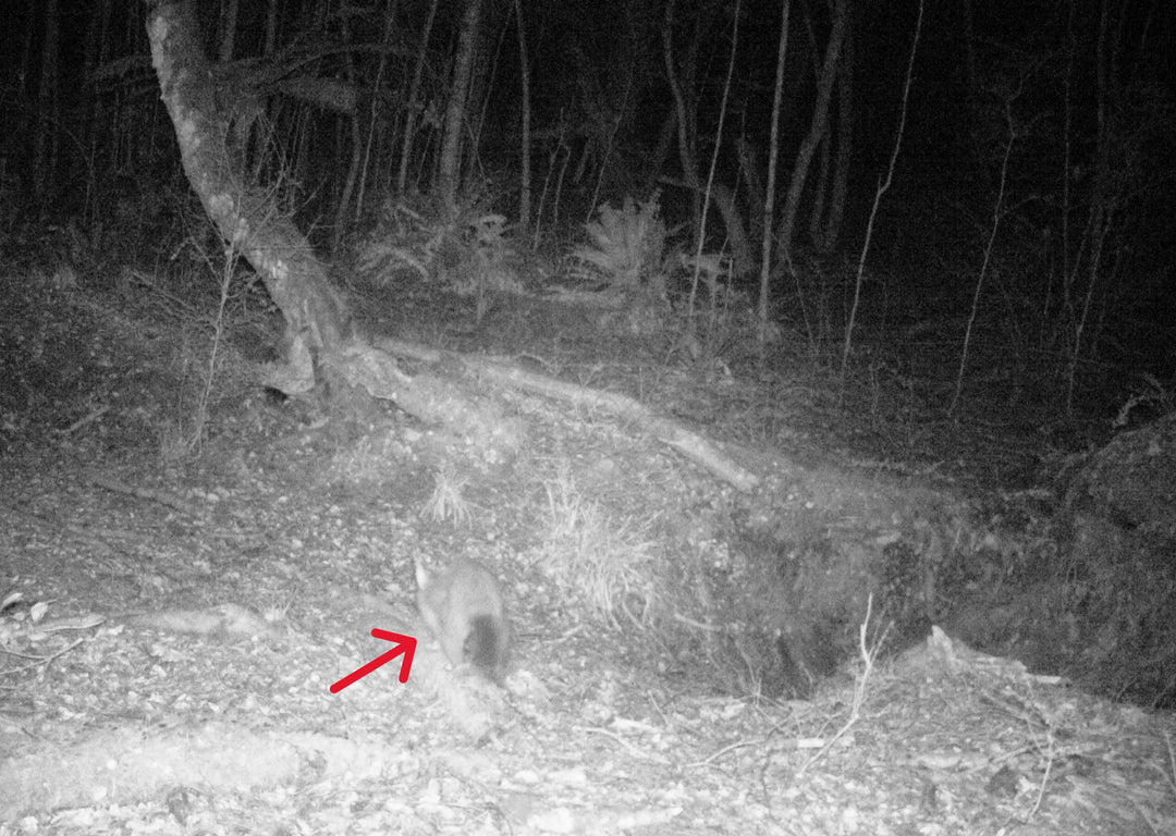 Best Trail Cameras for Stoat & Possum Monitoring in NZ