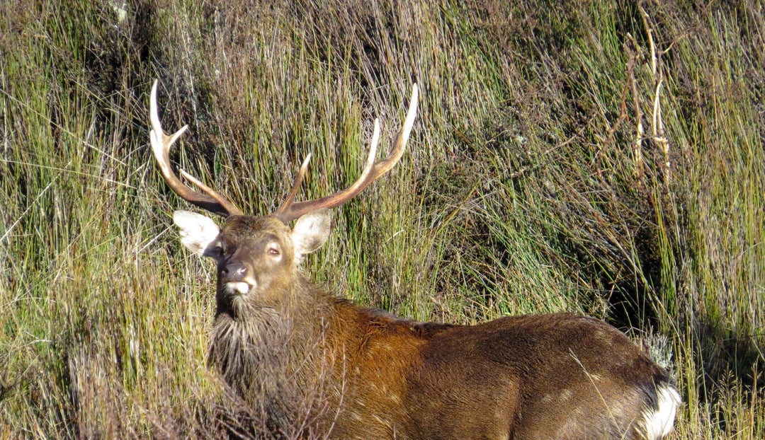 Hunting Sika Stags in the Rut