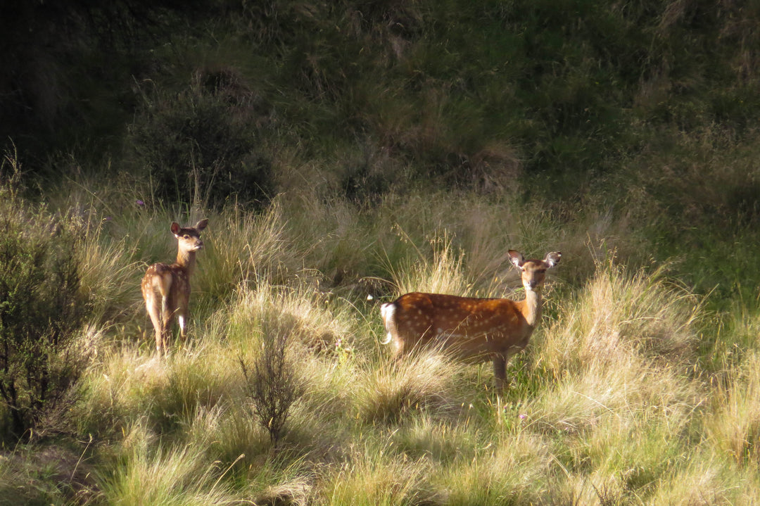 Suns Out Guns Out | Spring and Summer Sika Hunting