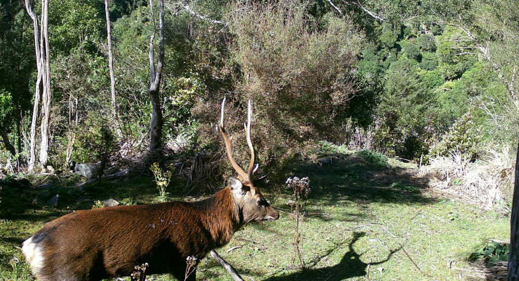 Best Trail Cameras for Deer Hunting in New Zealand 2026