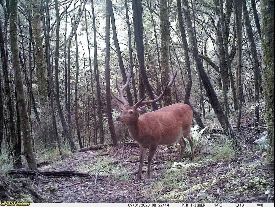 📸  The Importance of Game Cameras  📸