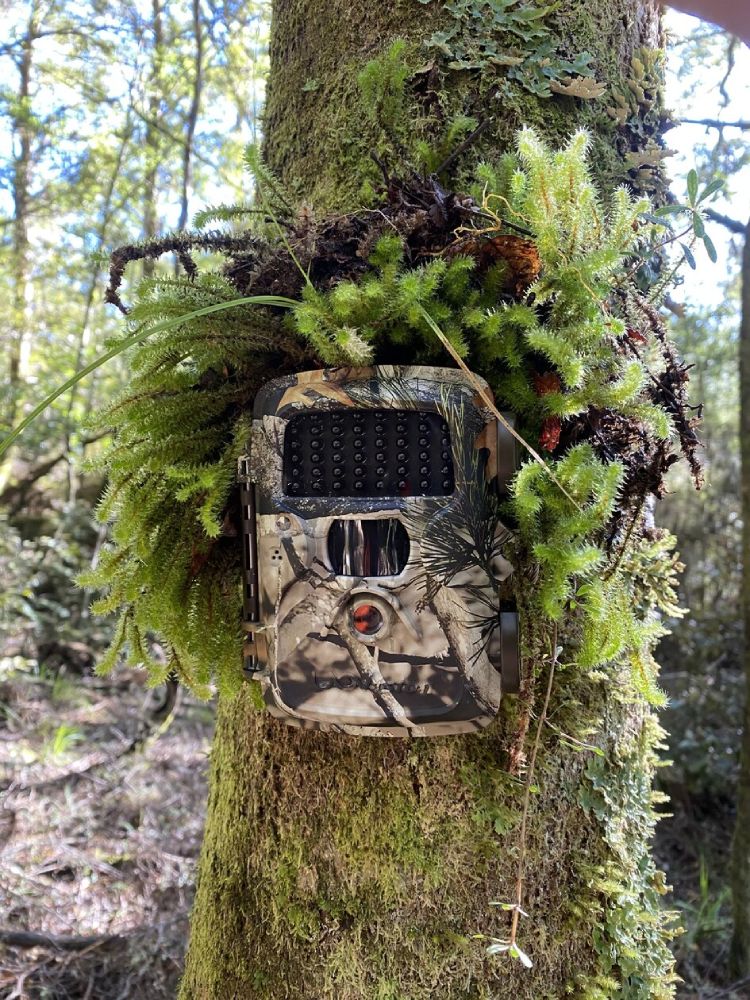 Game Camera Review Trail Camera Sika Hunters NZ Hunters New Zealand